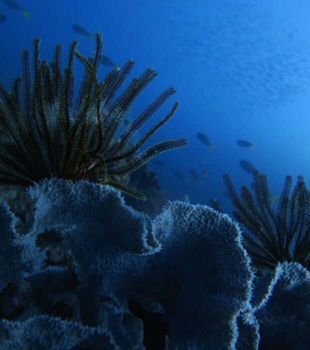Crinoïdes sur une éponge ©Jonathan Lancelot - Fondation Tara Ocean