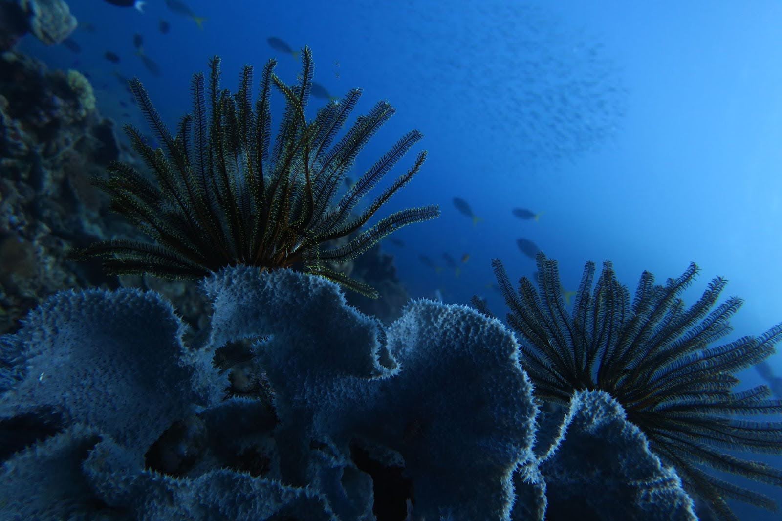 Crinoïdes sur une éponge ©Jonathan Lancelot - Fondation Tara Ocean