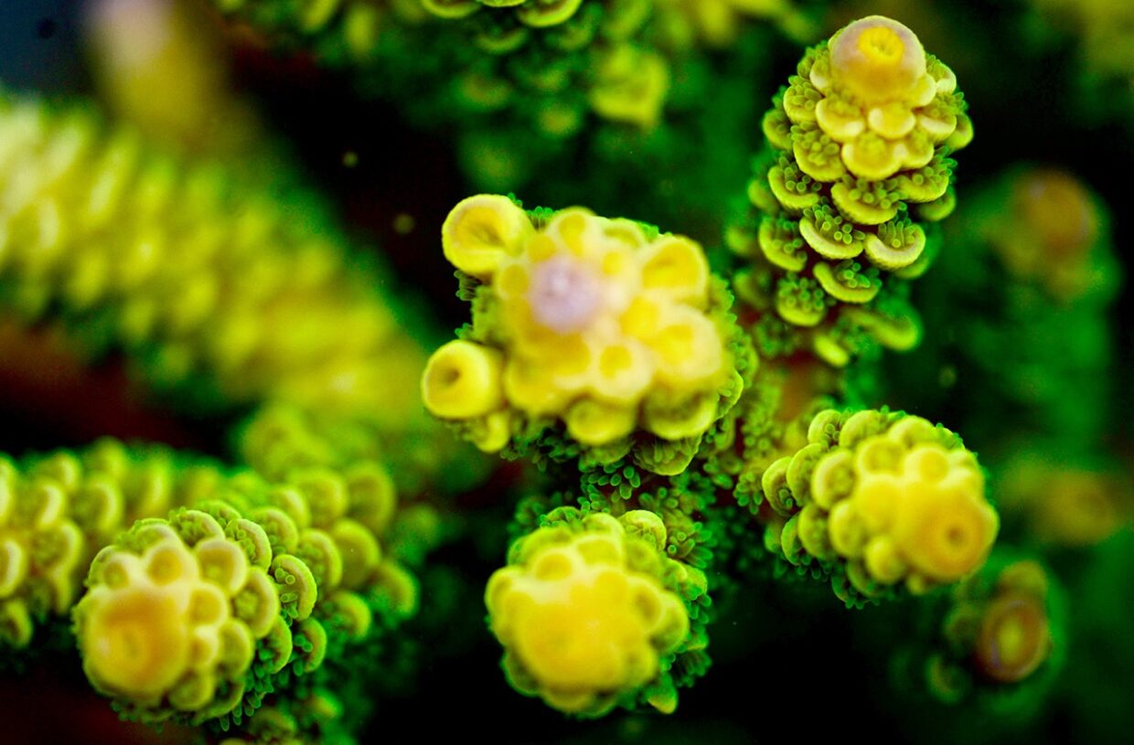 coral ©François Aurat - Tara Ocean Foundation