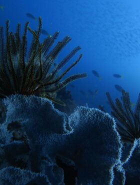 海洋保護区：海を守るためのダイナミックなアプローチへ