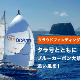 Tara JAMBIO ブルーカーボンプロジェクトを加速させるクラウドファンディングを開始