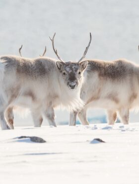 北極  氷に覆われた、知られざる生物多様性の大地