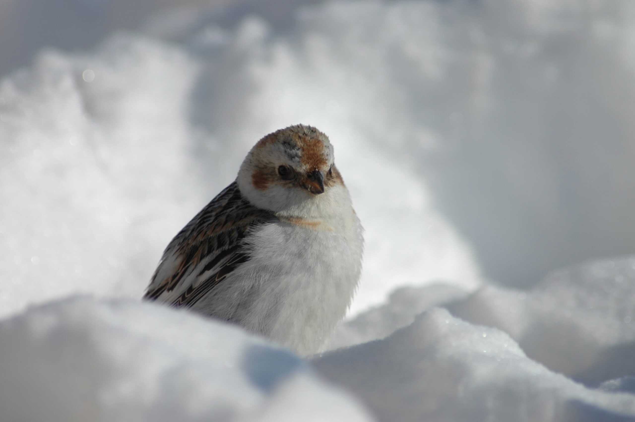 Oiseau sur la banquise