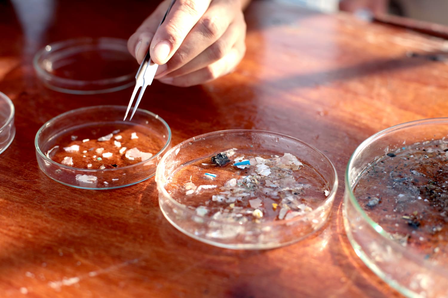 Présentation de microplastiques dans des boîtes de Pétri.