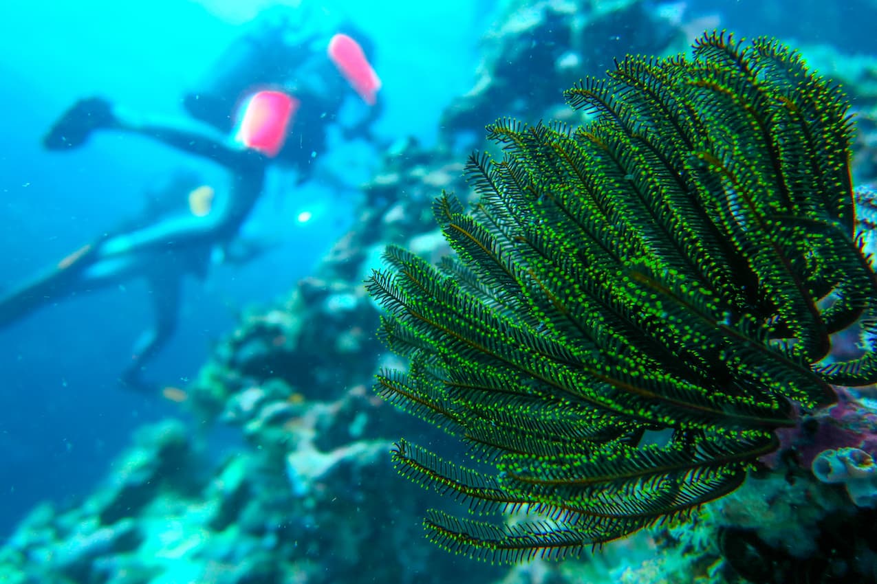 Photographie de coraux crinoïdes lors de la mission Tara Oceans