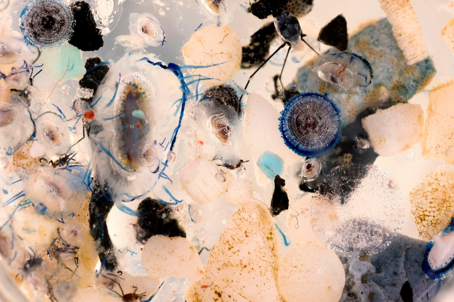 Vue au microscope d'un échantillon contenant du plastique