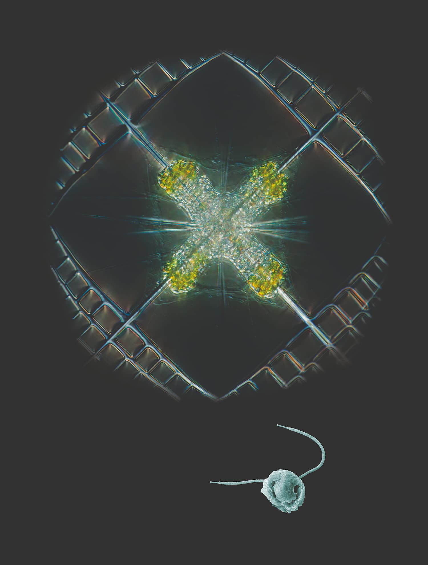 Biodiversité invisible de l'Océan.