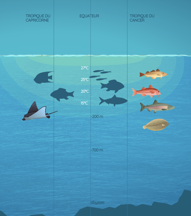 Infographie les dessous de l'Océan