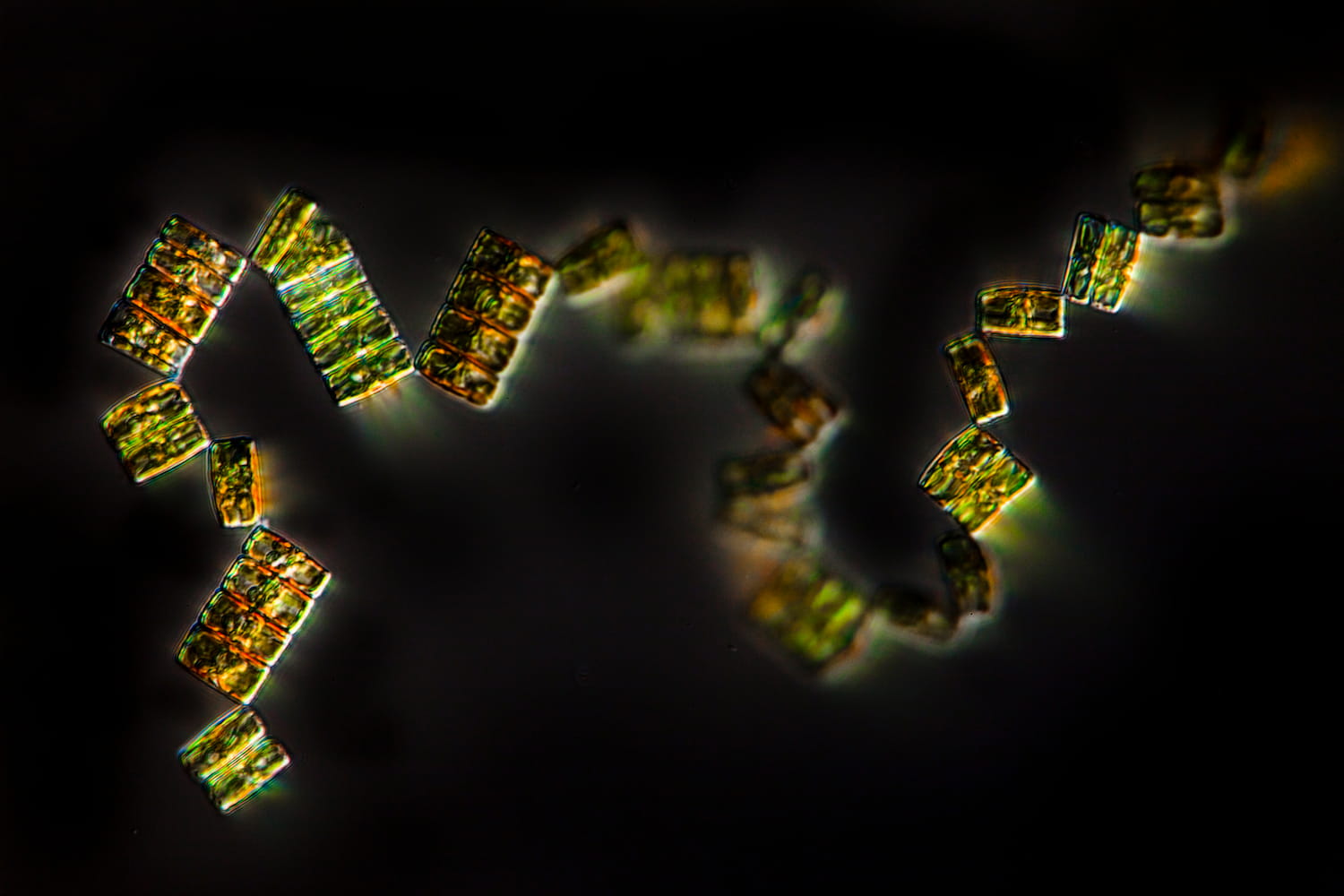 Micro-organismes : Diatomées