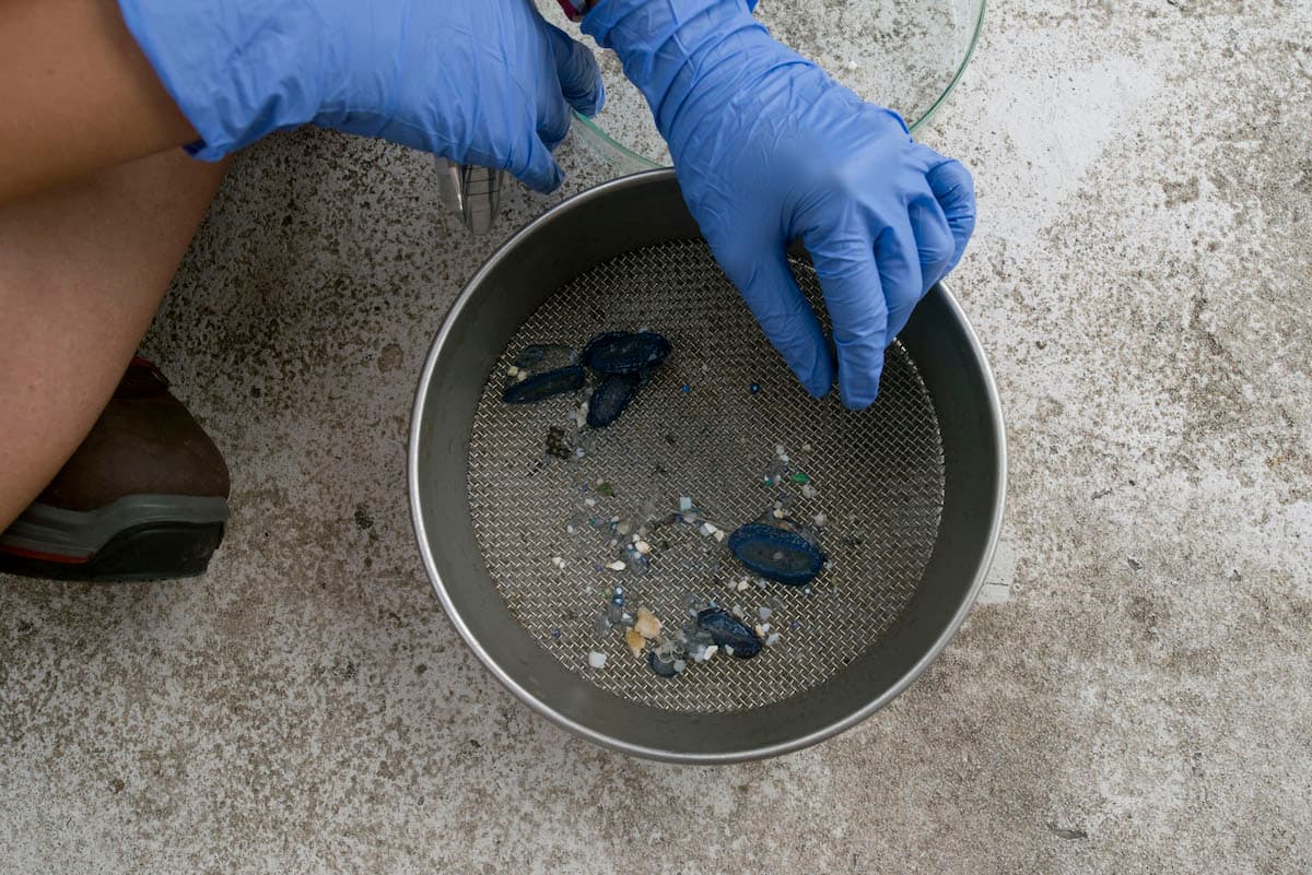 Filtration d'eau sur un tamis pour récolter les particules de micro-plastiques présentent dans l'eau de mer.