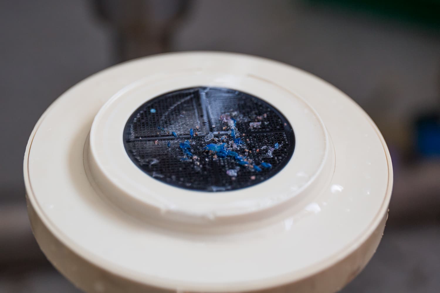 Échantillon de plancton après filtrage à travers un filtre de 10 microns.©Sarah_Fretwell // Fondation Tara Ocean