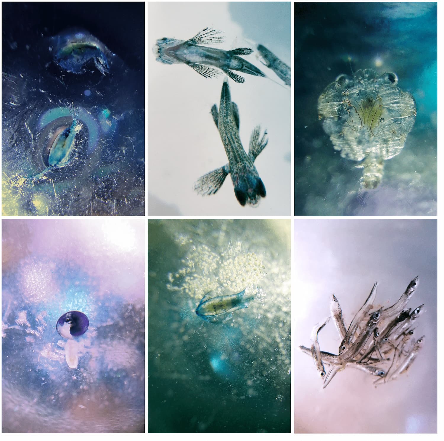 Composition de Leslie Moquin, microbiomes