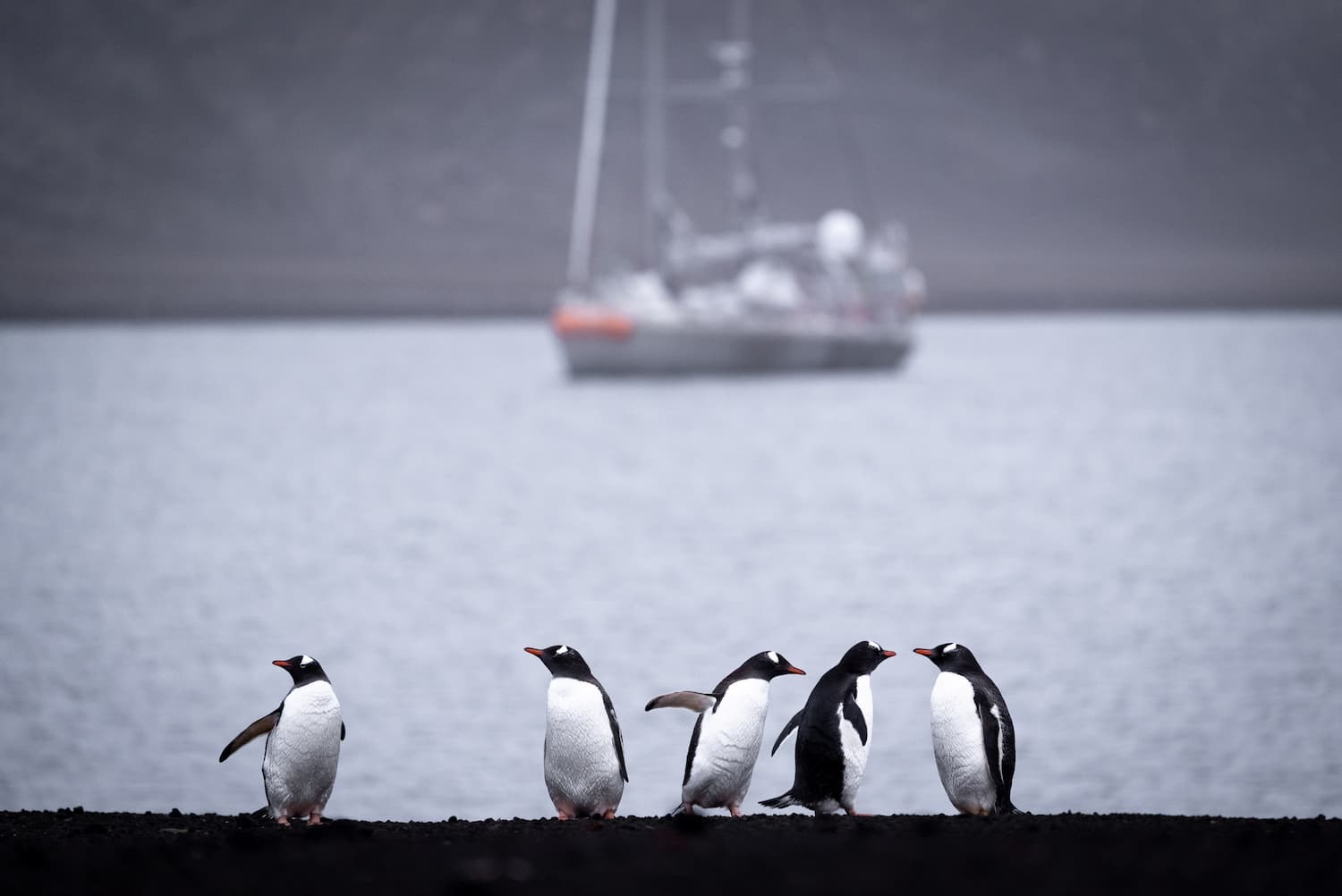 Manchots papous en Antarctique devant Tara