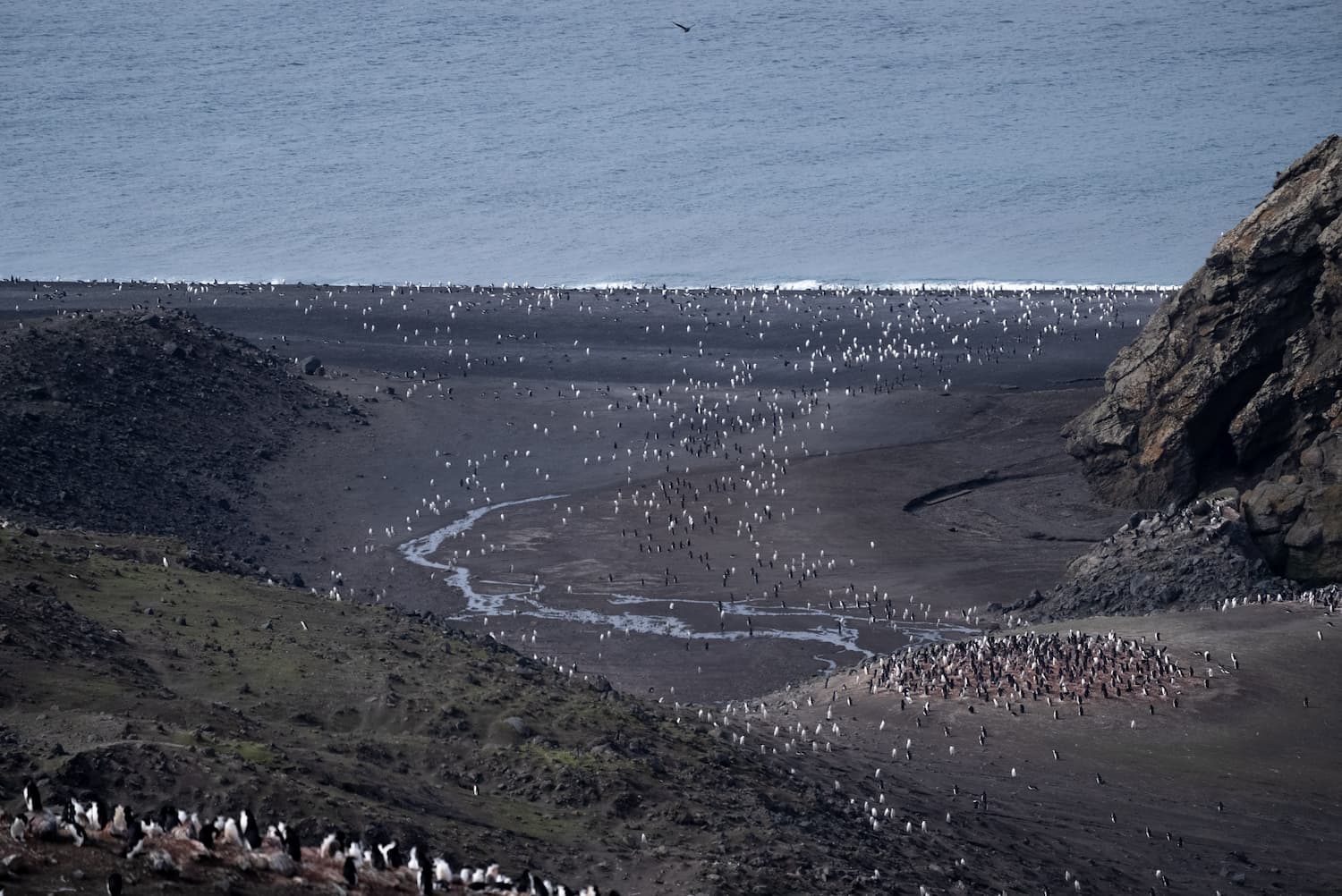 Colonie de manchots en Antarctique