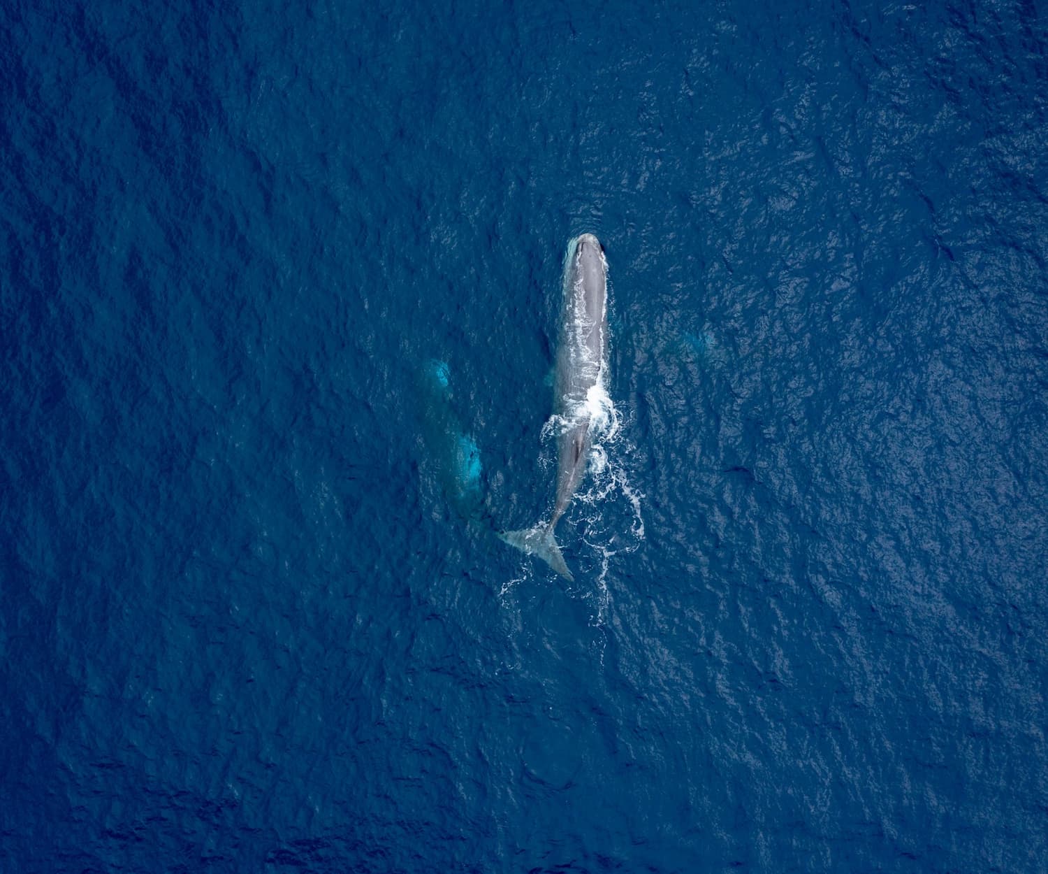 Biodiversité marine