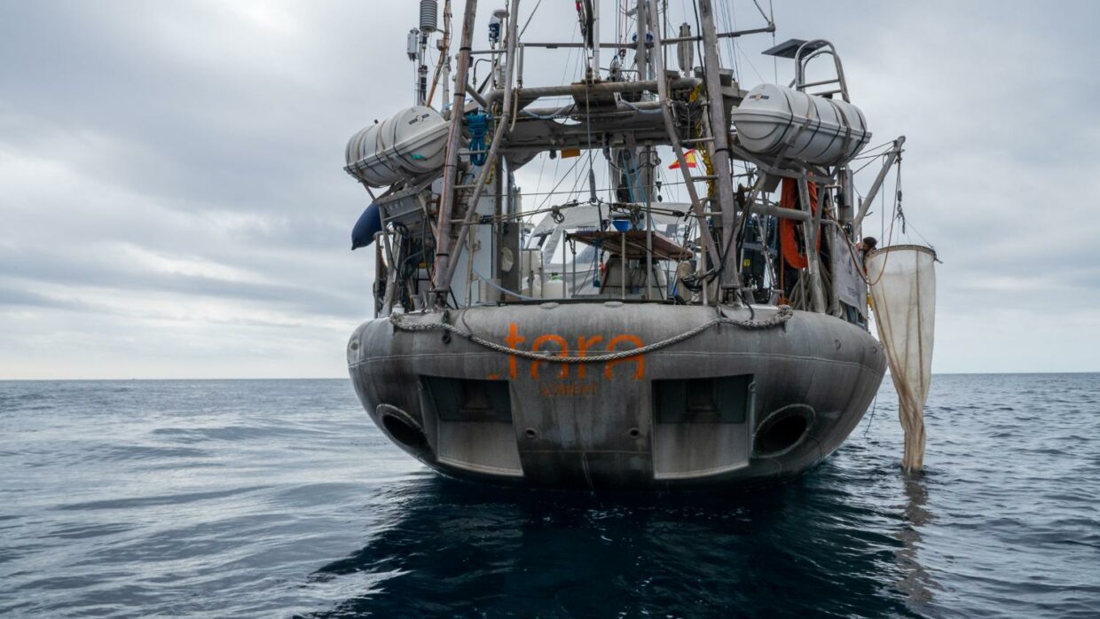 Prélèvement au filet à bord de Tara