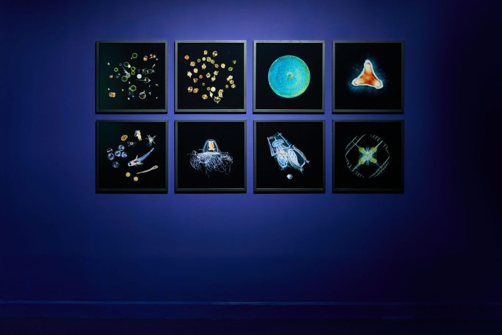 Christian Sardet et les Macronautes, Le ballet du plancton, 2020 © Jean-Christophe Lett