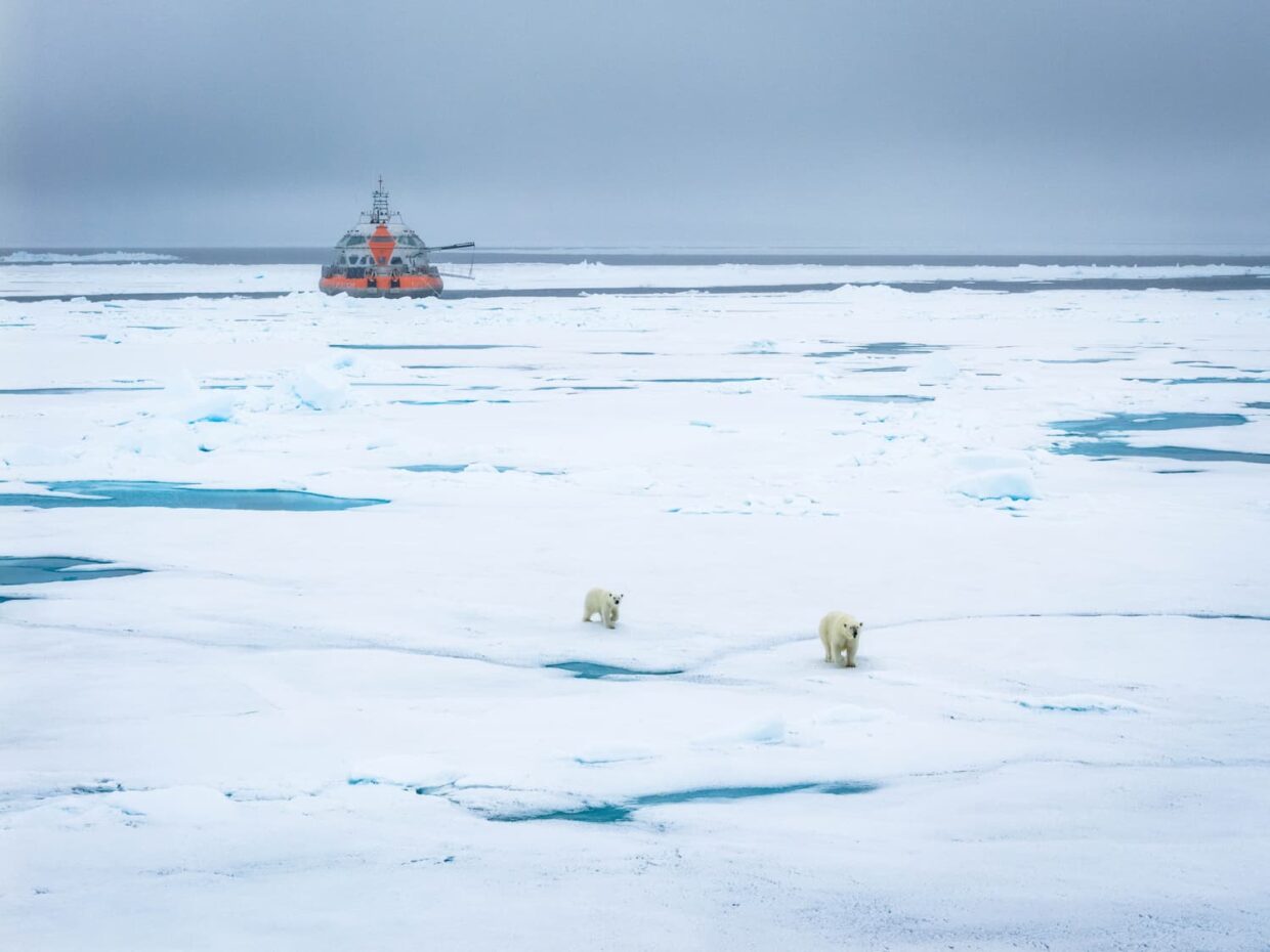Deux ours sur la banquise en Arctique