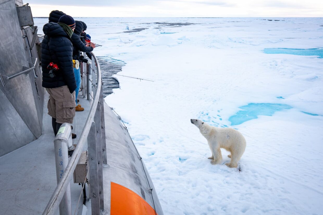 Ours polaire près de Tara Polar Station ©Maéva Bardy