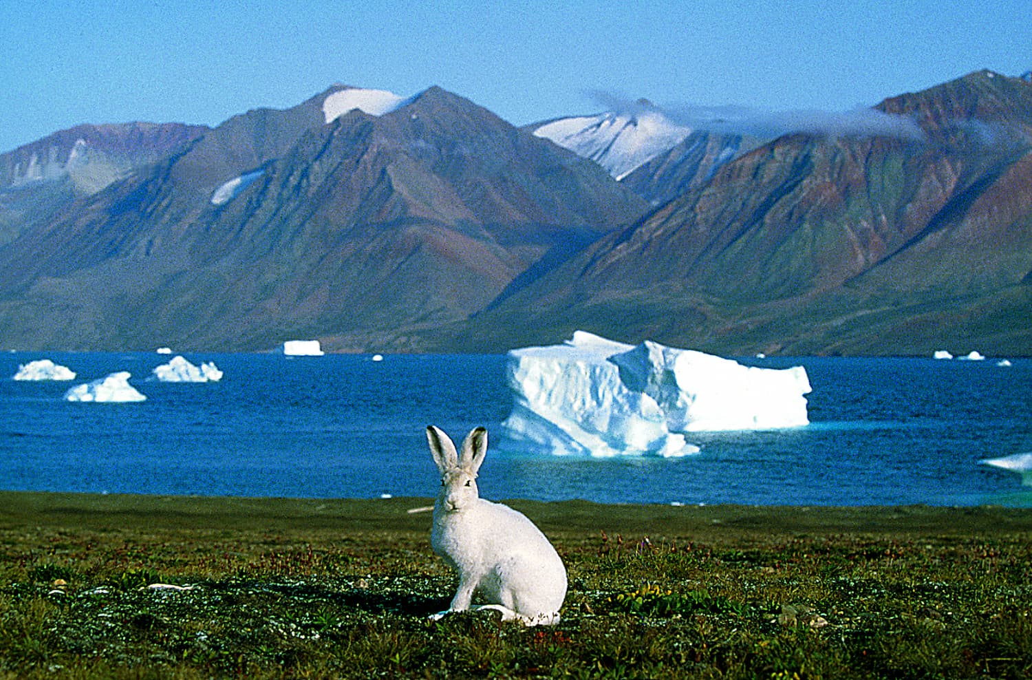 Lièvre arctique