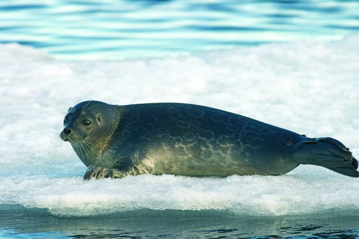 Phoque sur la banquise