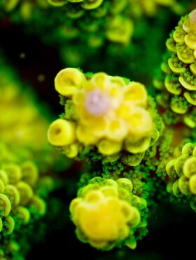 Comment les coraux résistent-ils face au réchauffement climatique ?