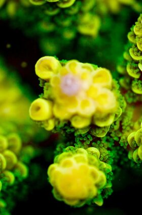 Les coraux face au réchauffement climatique