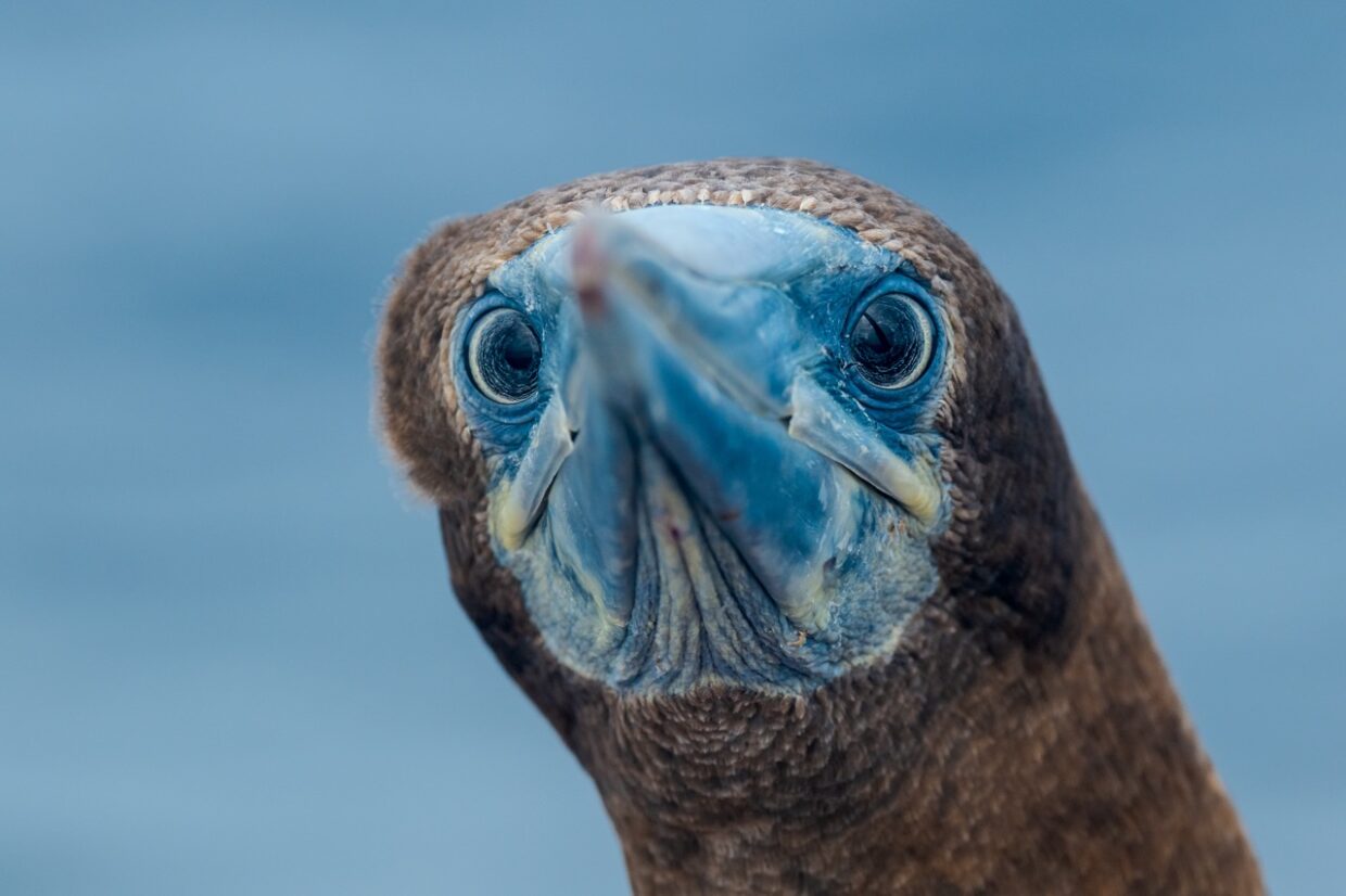 Un fou sur Tara © Gabriela Guberman - Fondation Tara Ocean