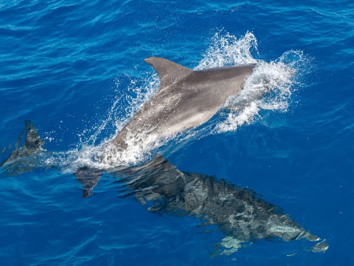 Dauphins