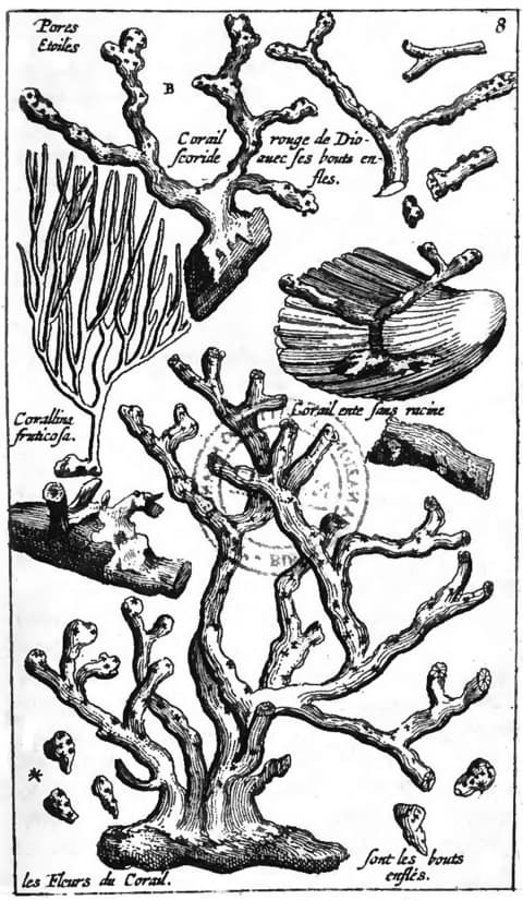 Paolo Silvio Boccone, Recherches et observations naturelles, 1674.