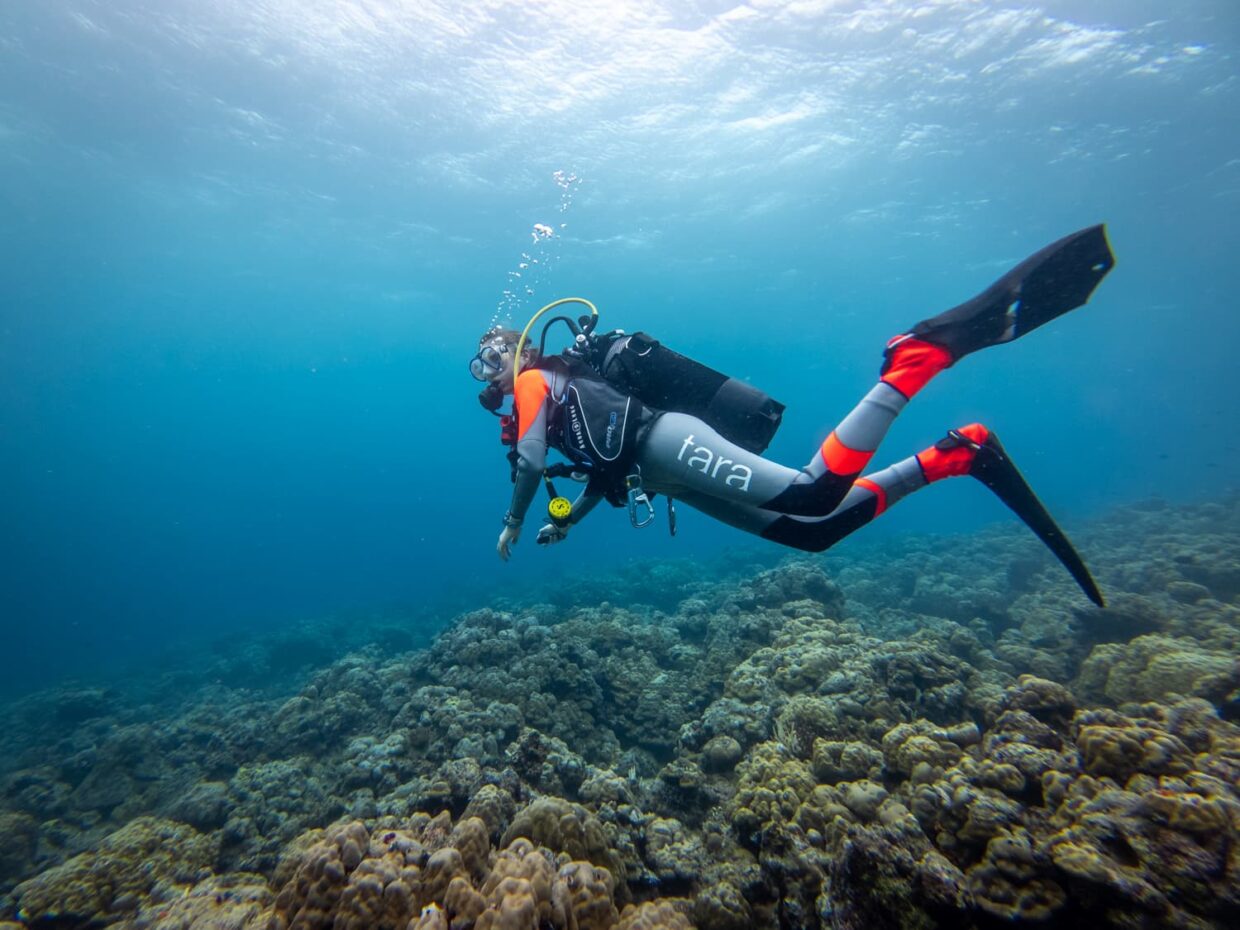Plongée Tara Coral